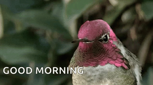 Good Morning Humming Bird GIF - Good Morning Humming Bird Cute GIFs