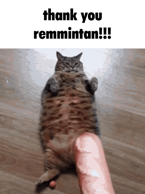 Minefortress Remmintan GIF - Minefortress Remmintan Cat GIFs