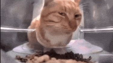 Cat Skeptical GIF - Cat Skeptical GIFs