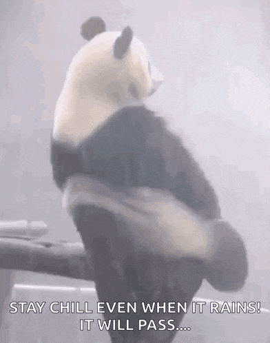 a panda bear is sitting on a tree branch in the rain with a quote .