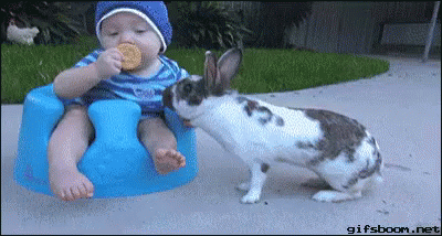 Bunny Stealing From Baby GIF - Bunny Rabbit Steal GIFs