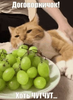 a cat is eating green grapes from a plate