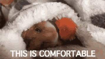 a hamster is laying under a blanket with the words `` this is comfortable '' written on the bottom .