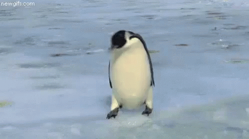 Fail Penguin GIF - Fail Penguin Fall GIFs