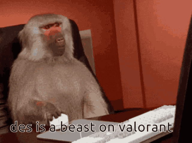 a baboon is sitting at a desk with a keyboard and mouse and the words des is a beast on valorant