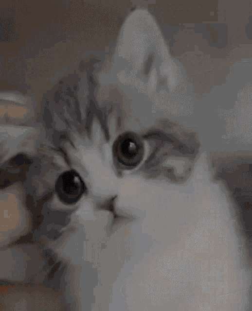 a close up of a person petting a kitten 's face .