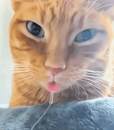 a close up of a cat 's face with a pink liquid coming out of its mouth