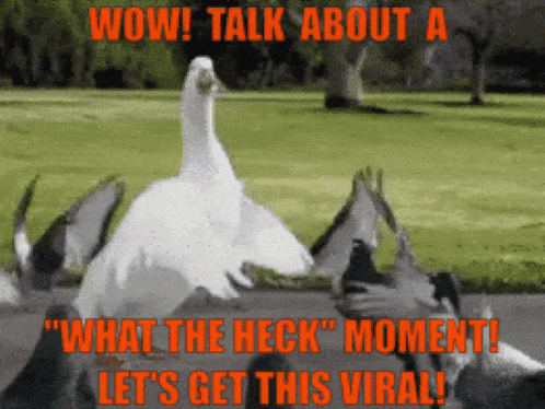 Talk About A What The Heck Moment Lets Get This Viral GIF - Talk About A What The Heck Moment Lets Get This Viral What The Heck GIFs