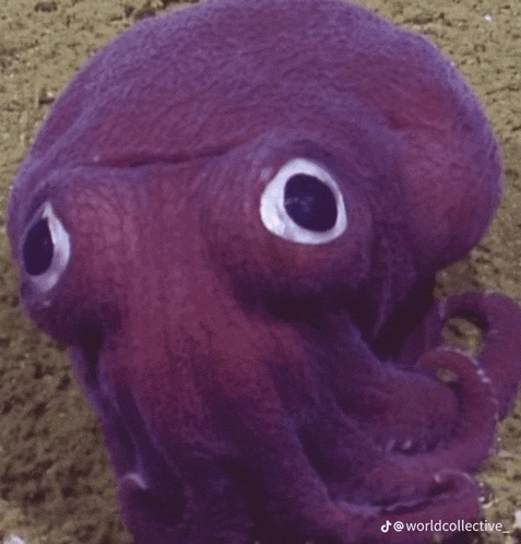 a purple octopus with white eyes is looking at the camera .