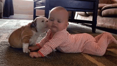 a baby is laying on the floor with a bulldog puppy kissing it on the cheek .