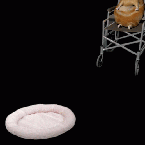Weird Cat GIF - Weird Cat Wheelchair GIFs
