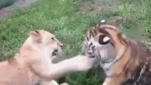 Lion Tiger GIF - Lion Tiger GIFs