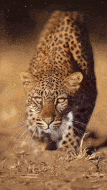 a leopard is walking across a dirt field