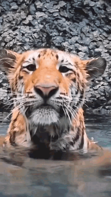 a tiger is swimming in a pool of water .