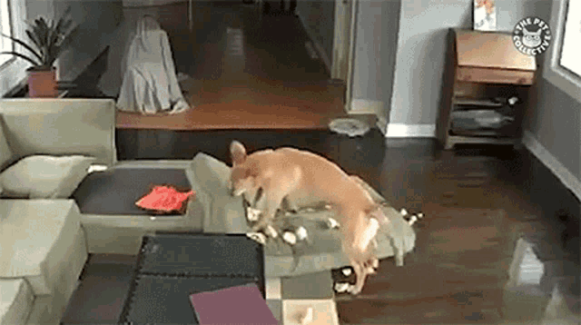 Bad Dog Making A Mess GIF - Bad Dog Making A Mess Biting Couch GIFs