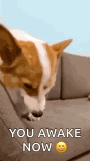 a dog is sitting on a couch with the words `` you awake now '' .