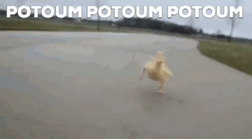 Potoum Duckling GIF - Potoum Duckling Running GIFs