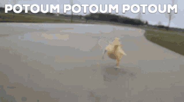 a duck is running down a road with the words potoum potoum potoum behind it