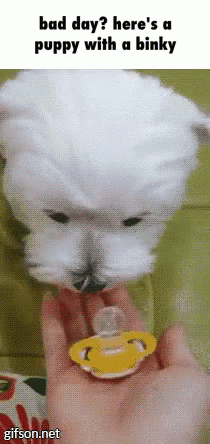 Puppy Binky GIF - Puppy Binky Badday GIFs
