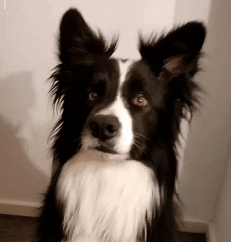 a black and white dog looking at the camera with a white wall in the background