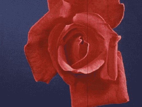 a closeup of a red rose with a blue background
