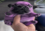 a person is holding a purple pug puppy in their hands .