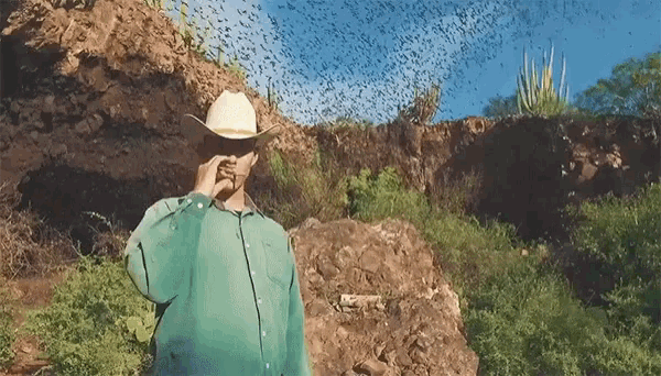 a man wearing a cowboy hat is standing in front of a flock of bees