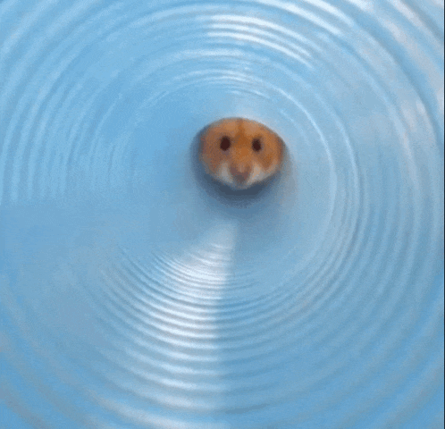a close up of a hamster 's face looking out of a blue circle .