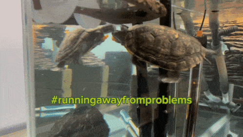 Turtle Turtle Problems GIF - Turtle Turtle Problems Problems GIFs