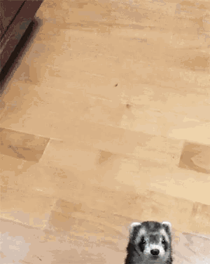 a blurred image of a dog 's paw on a table