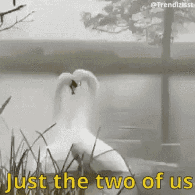Swans In Love GIF - Swans In Love Just The Two Of Us GIFs