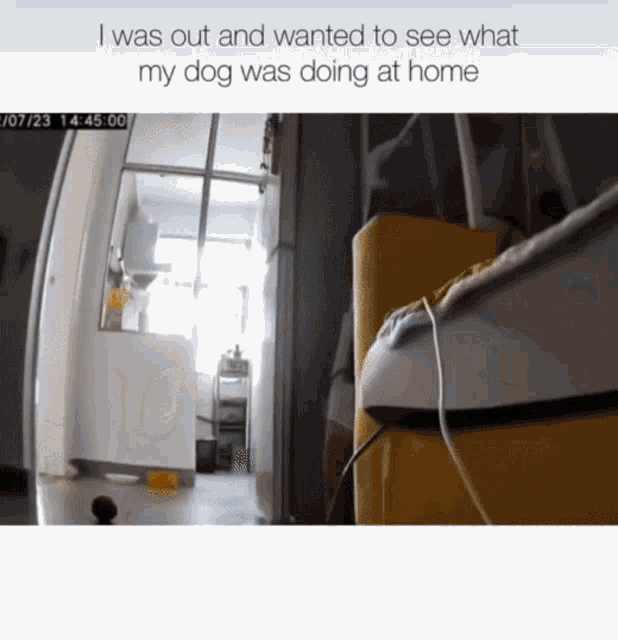 a picture of a dog is displayed with a caption that says i was out and wanted to see what