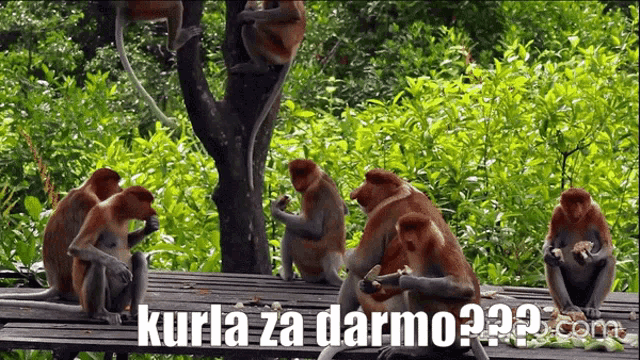 a group of monkeys sitting on a wooden table with the words kurla za darmo written on the bottom