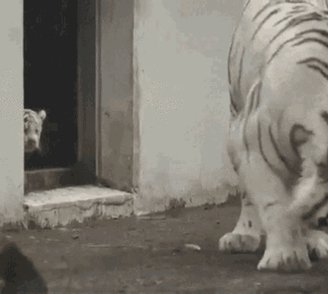 Scared Tiger GIF - Scared Tiger Booo GIFs