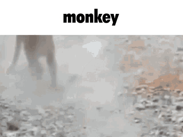 a blurry picture of a monkey with the word monkey on the bottom .