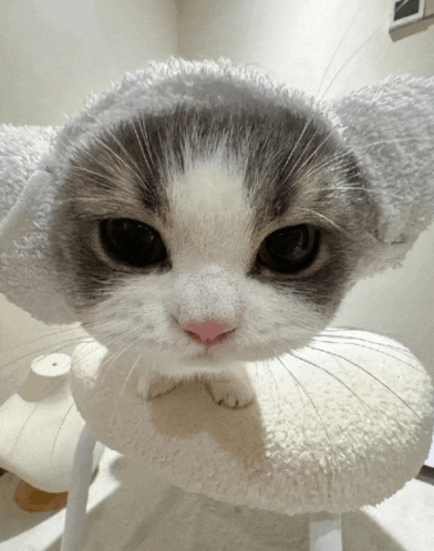 a close up of a cat 's face with a towel on its head