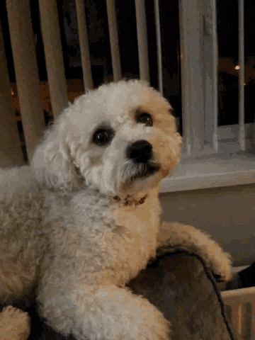 Excited When Someone Mentions Drinks GIF - Excited When Someone Mentions Drinks Dog GIFs