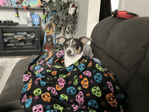 a small dog wrapped in a colorful blanket with skulls on it