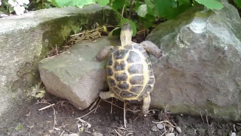 The Plight Of The Tortoise GIF - Tortoise Fall Rock GIFs