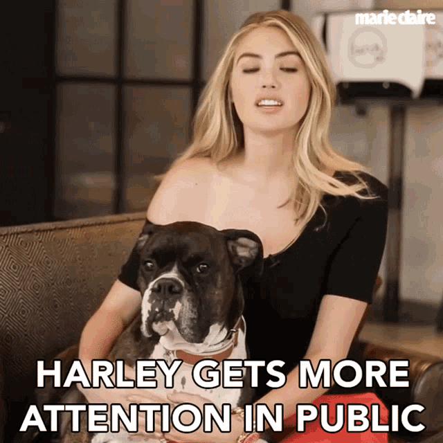 Harley Gets More Attention In Public Steals Attention GIF - Harley Gets More Attention In Public Steals Attention Cute Dog GIFs