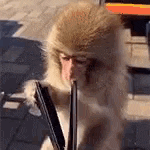a monkey is drinking from a straw while sitting on a table .