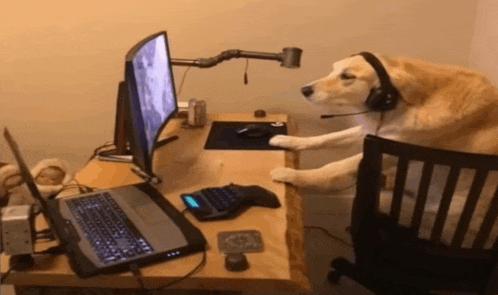 a dog wearing headphones sits at a desk in front of a laptop