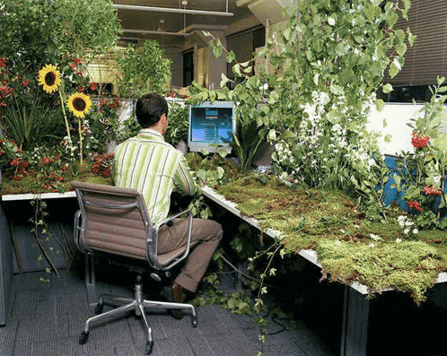 a man sits at a desk in front of a computer screen surrounded by plants
