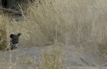 Time To Stretch Those Little Legs! GIF - Hyena Babies Wild Animals GIFs