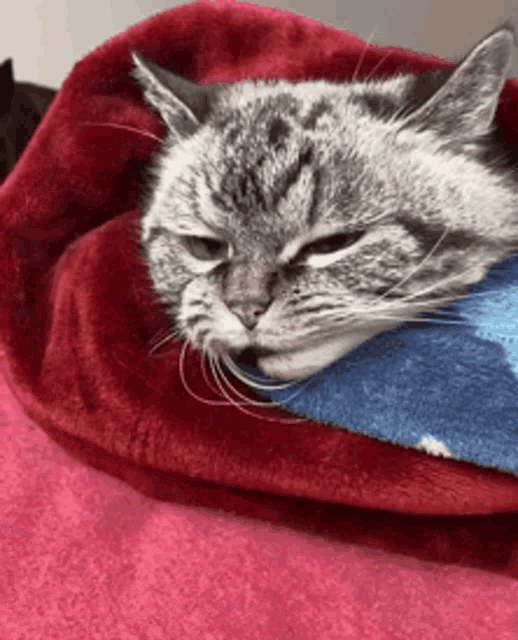 a cat is wrapped in a red and blue blanket and looking at the camera
