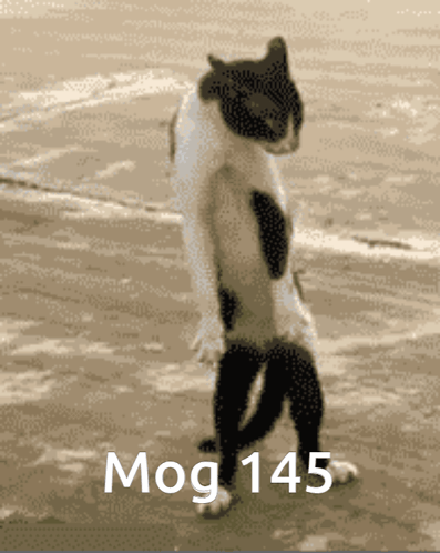 Mog Mogcat GIF - Mog Mogcat 145 GIFs