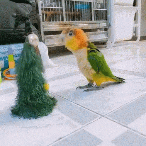 Bird Parrot GIF - Bird Parrot Dance GIFs