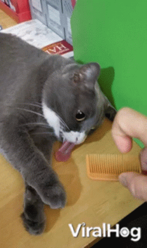 Cat Tongue Out GIF - Cat Tongue Out Cute GIFs