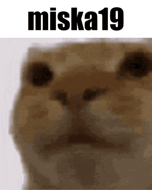 Miska19 GIF - Miska19 GIFs