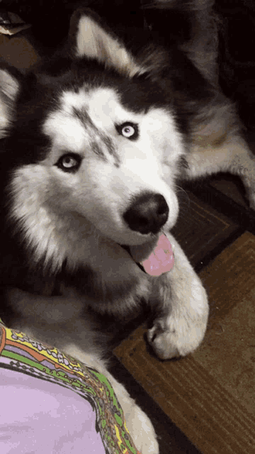 a husky dog with blue eyes is laying down on the floor